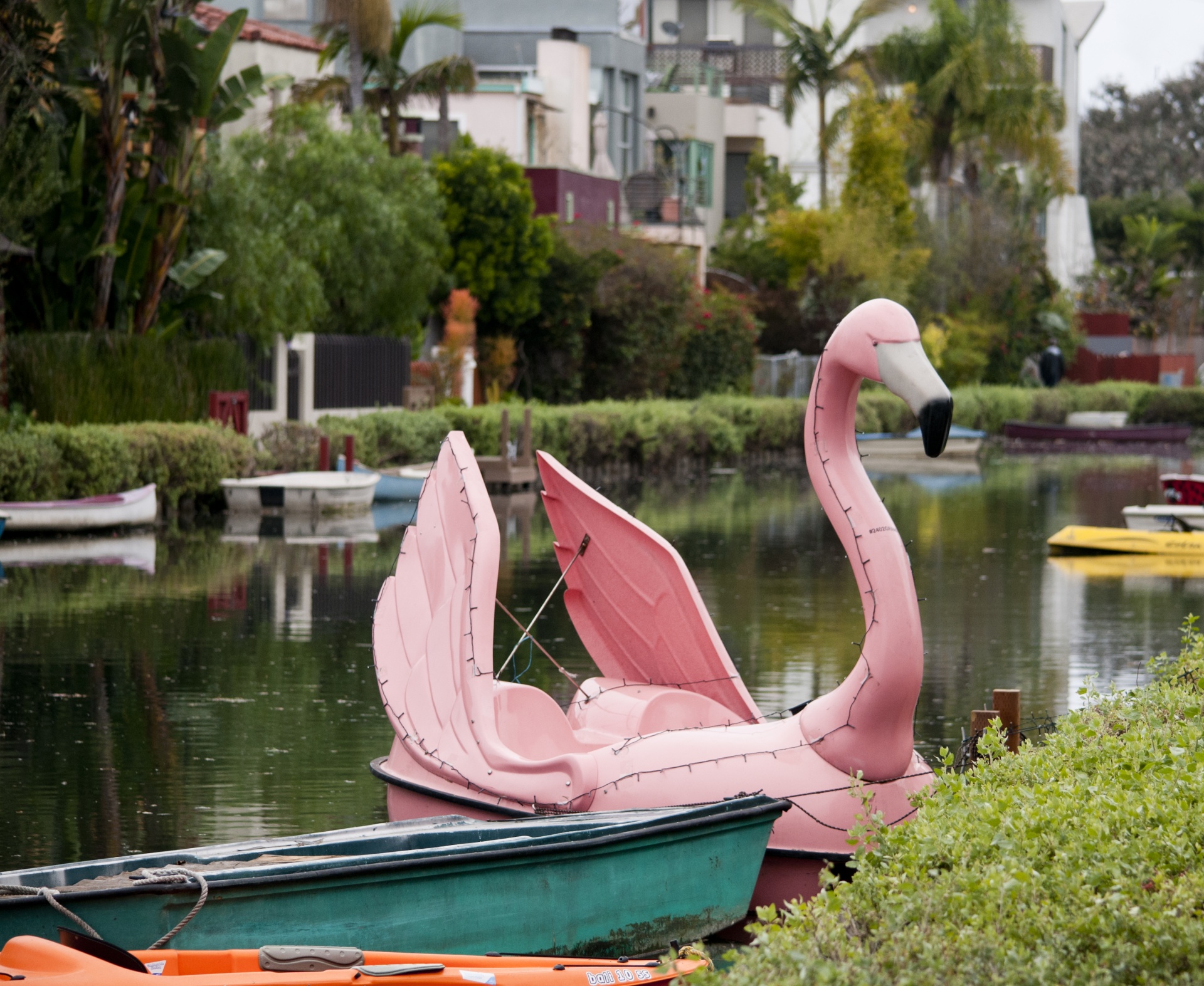flamingo flamingos bird free photo