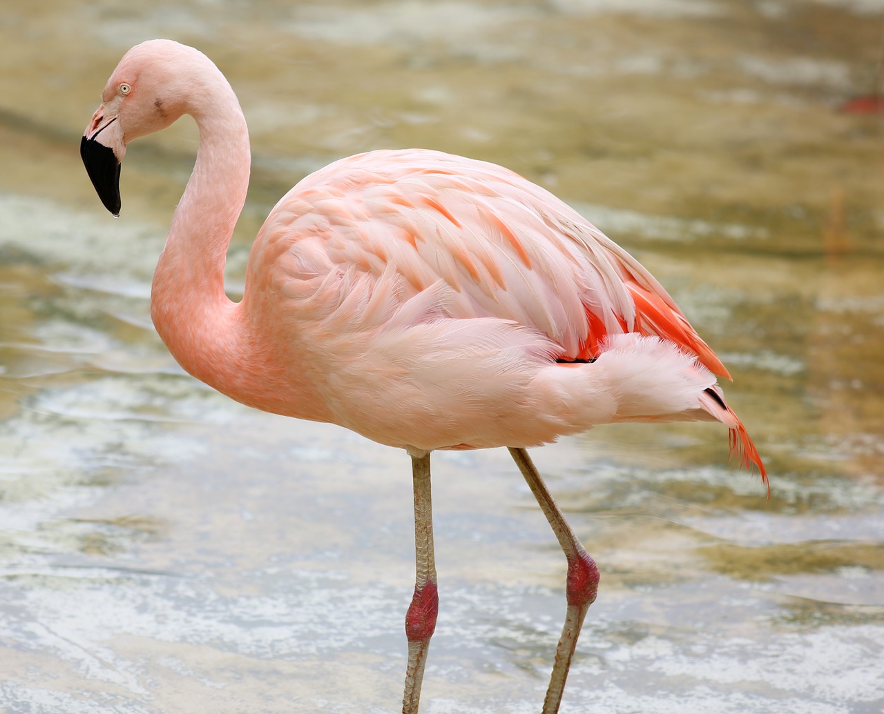 flamingo by the lake colorful bird free photo