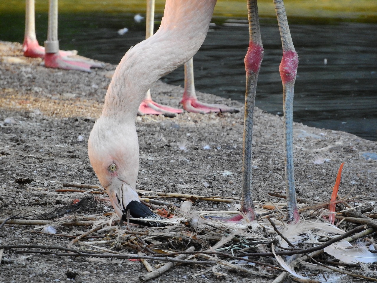 flamingo chilean phoenicopterus chilensis flamingo free photo