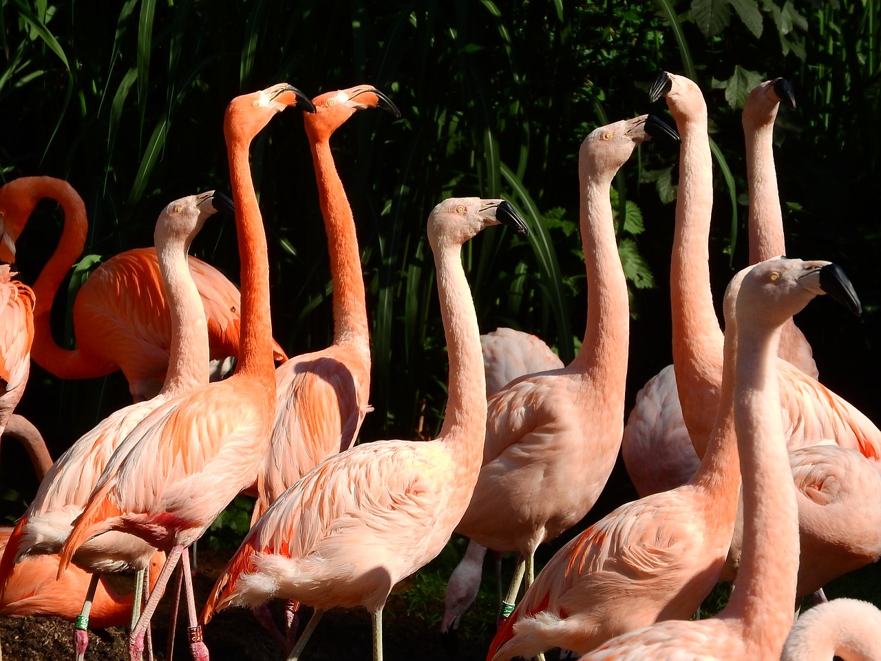 flamingo chilean flamingo cuban phoenicopterus free photo