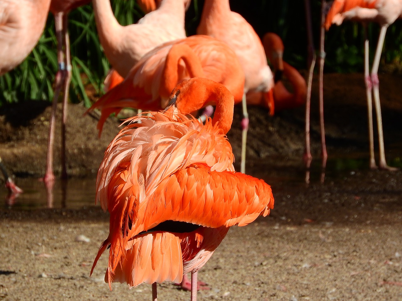 flamingo cuban phoenicopterus ruber ruber red flamingo free photo