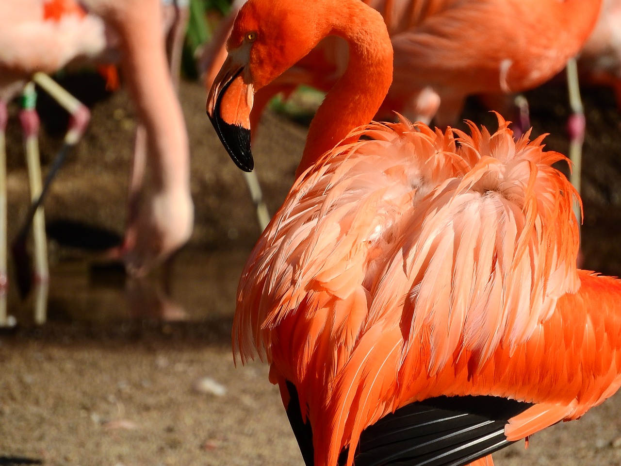 flamingo cuban phoenicopterus ruber ruber red flamingo free photo