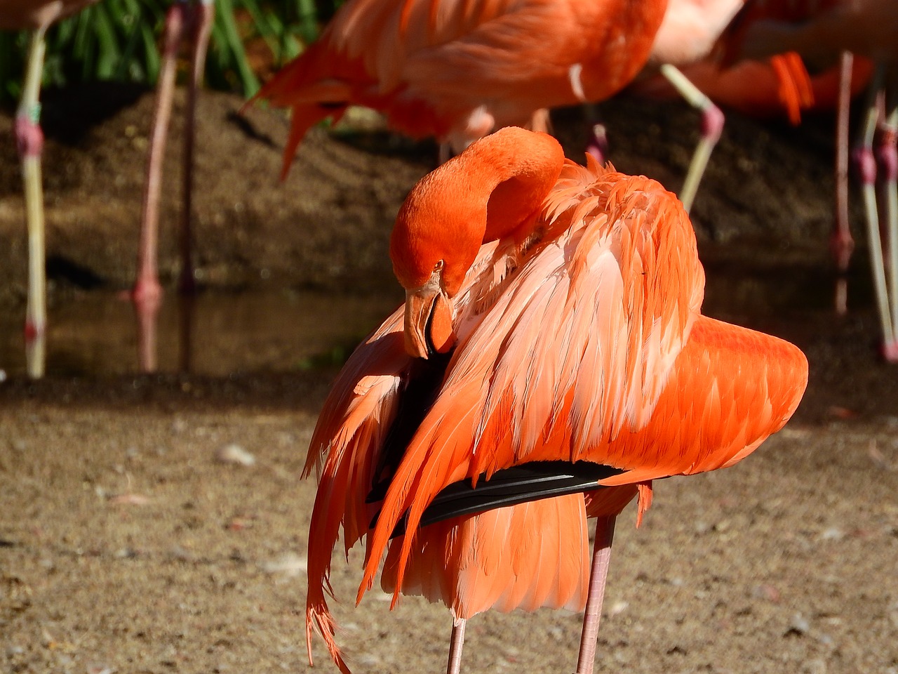 flamingo cuban phoenicopterus ruber ruber red flamingo free photo