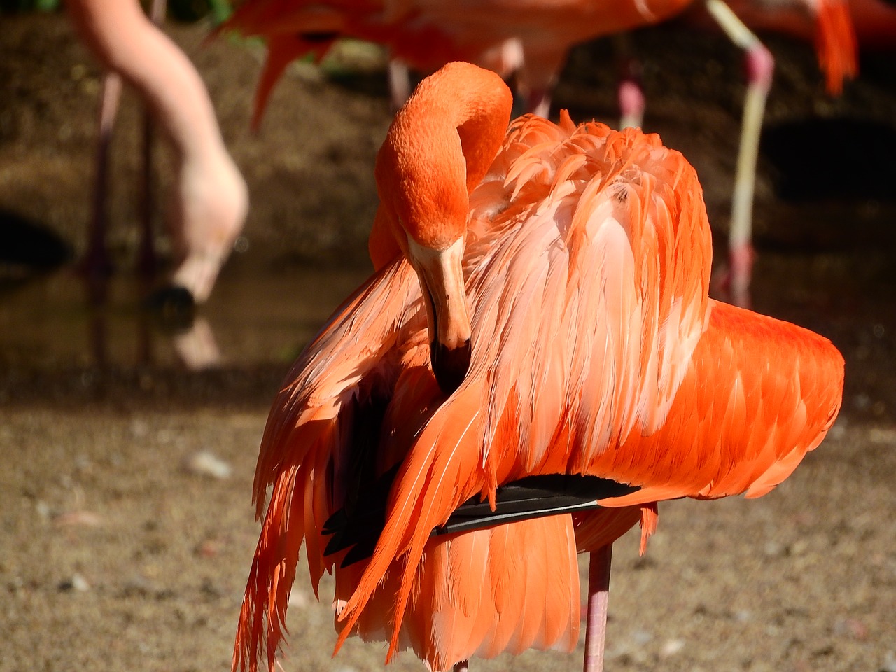 flamingo cuban phoenicopterus ruber ruber red flamingo free photo