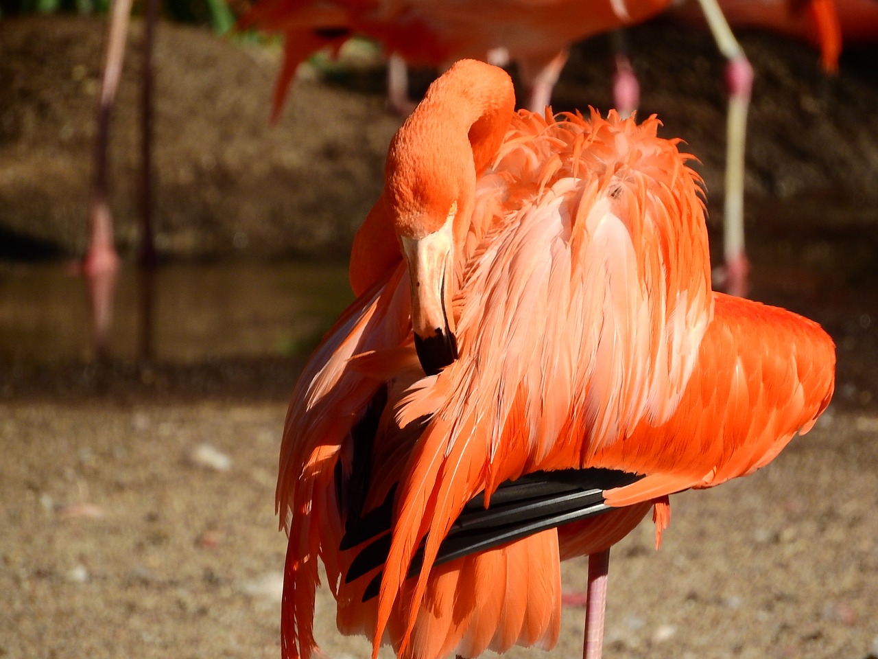 flamingo cuban phoenicopterus ruber ruber red flamingo free photo