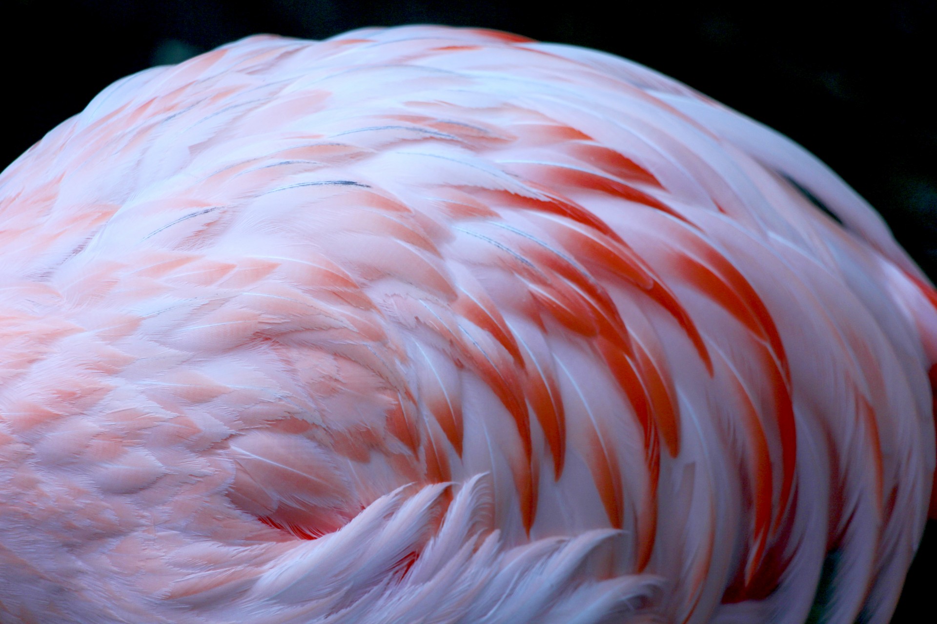 flamingo feathers pink free photo