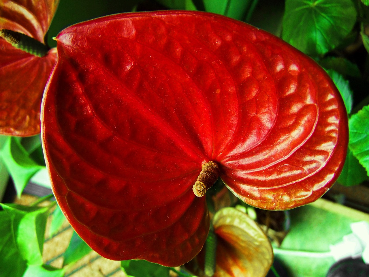 flamingo flower red flower house plant free photo