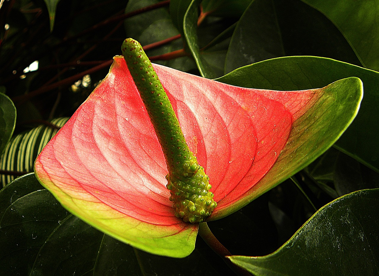 flamingo flower anthurium andraeanum red free photo