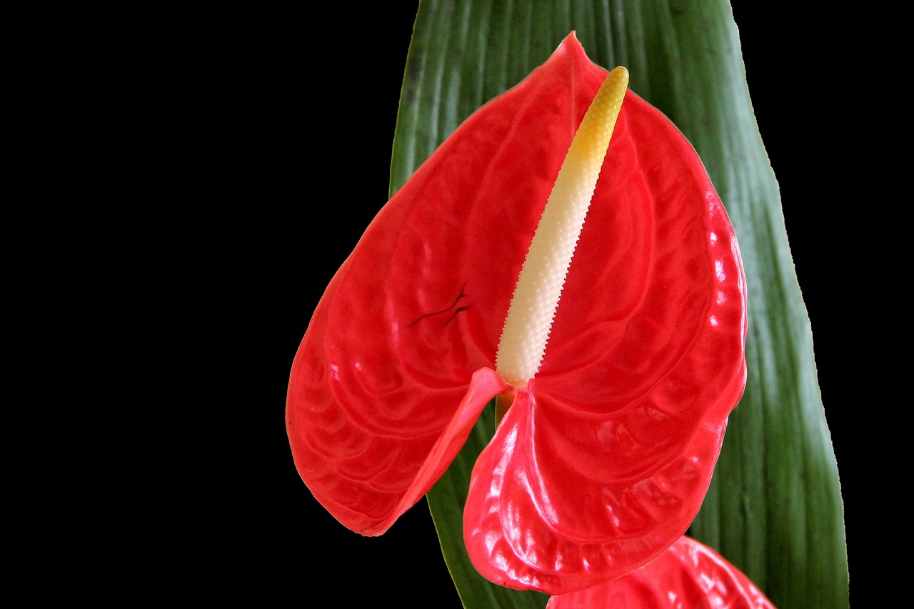 flamingo flower anthurium blossom free photo