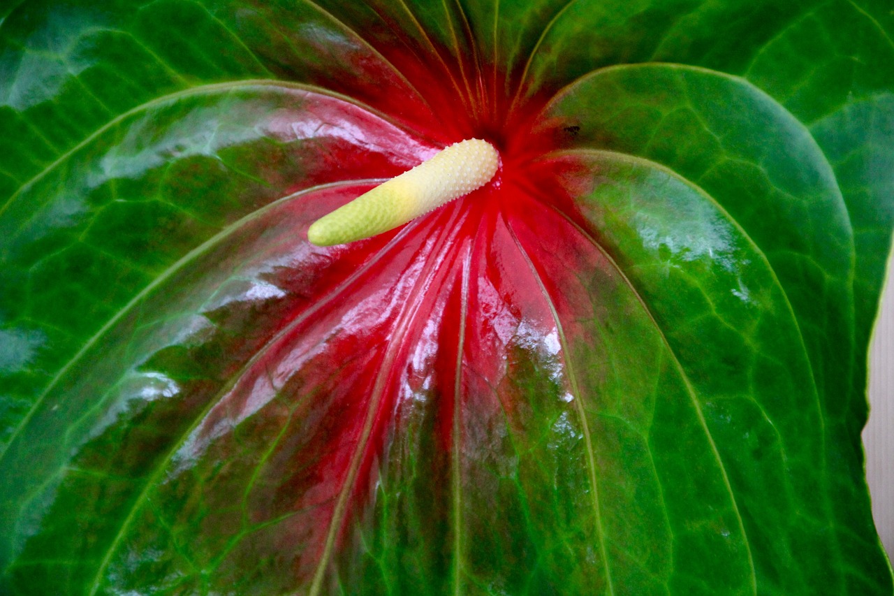 flamingo flower anthurium flower free photo