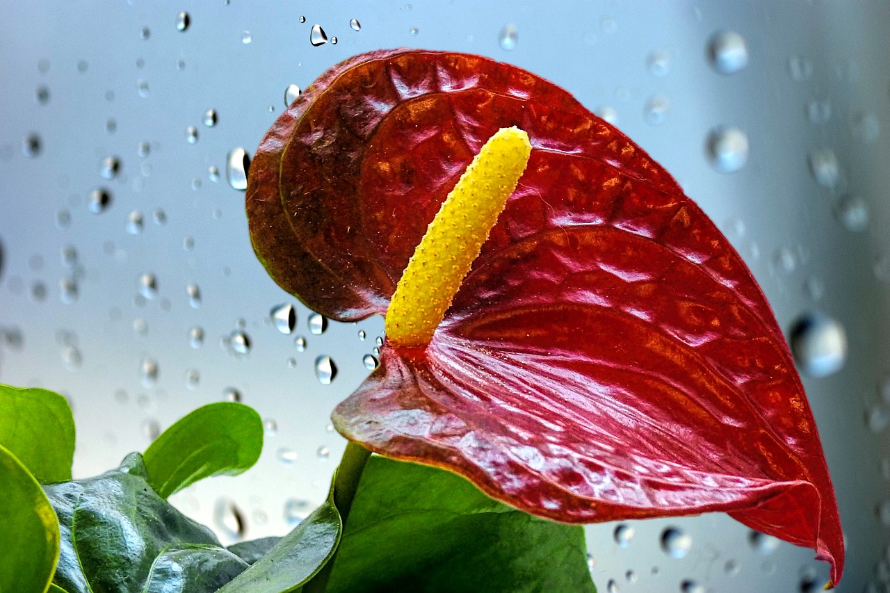 flamingo flower  anthurium  blossom free photo