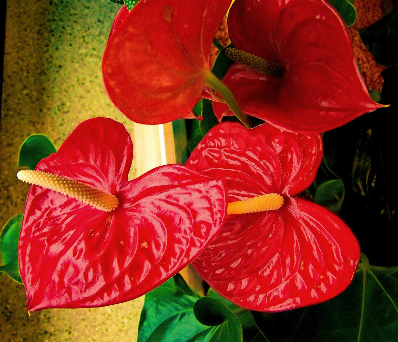 flamingo flower red flower house plant free photo