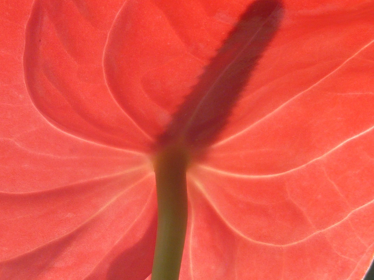 flamingo flower anthurium blossom free photo