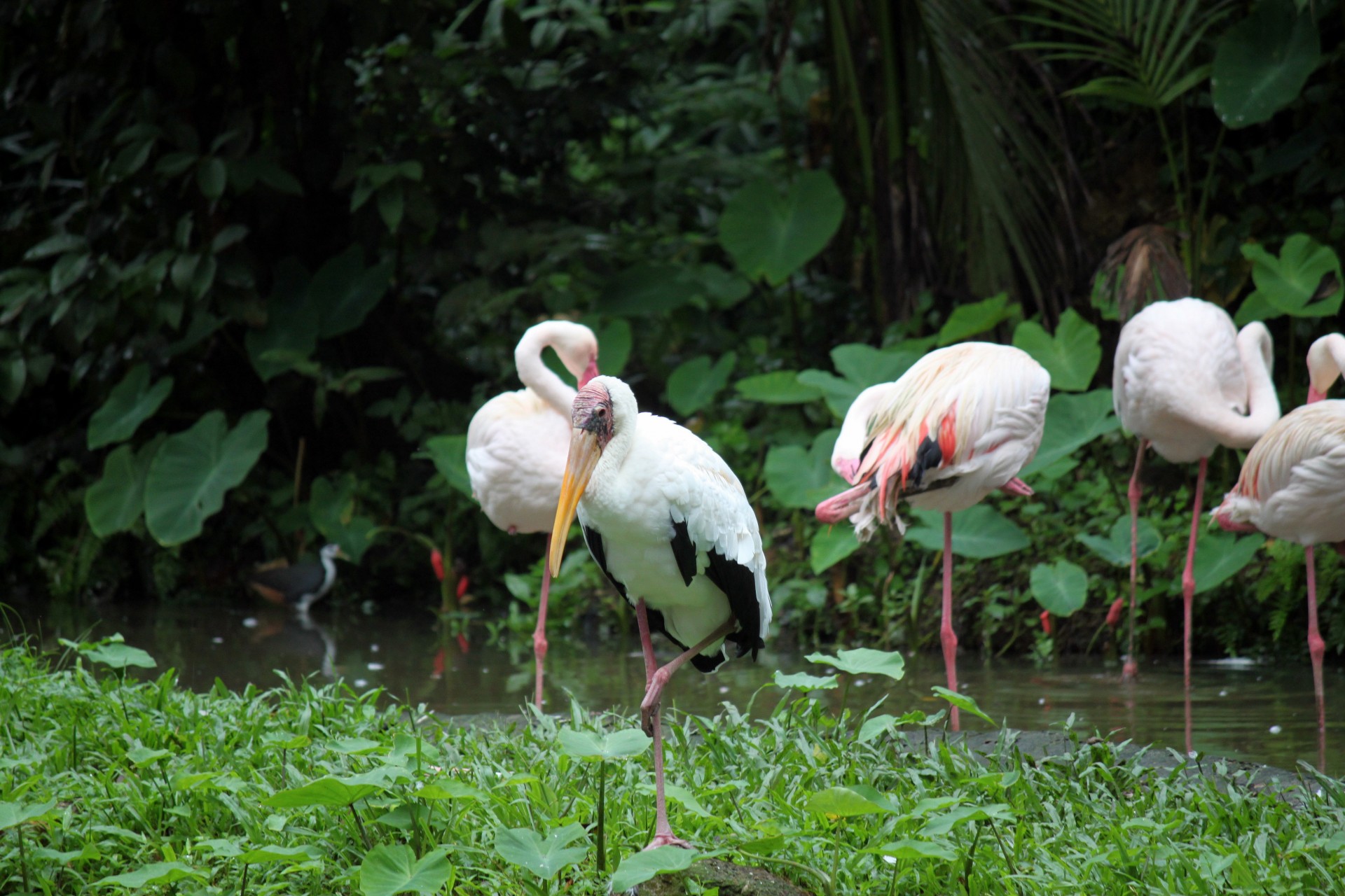 flamingo group pond free photo