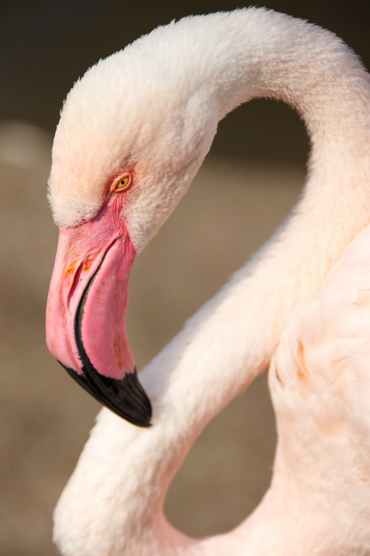 flamingo head africa free photo