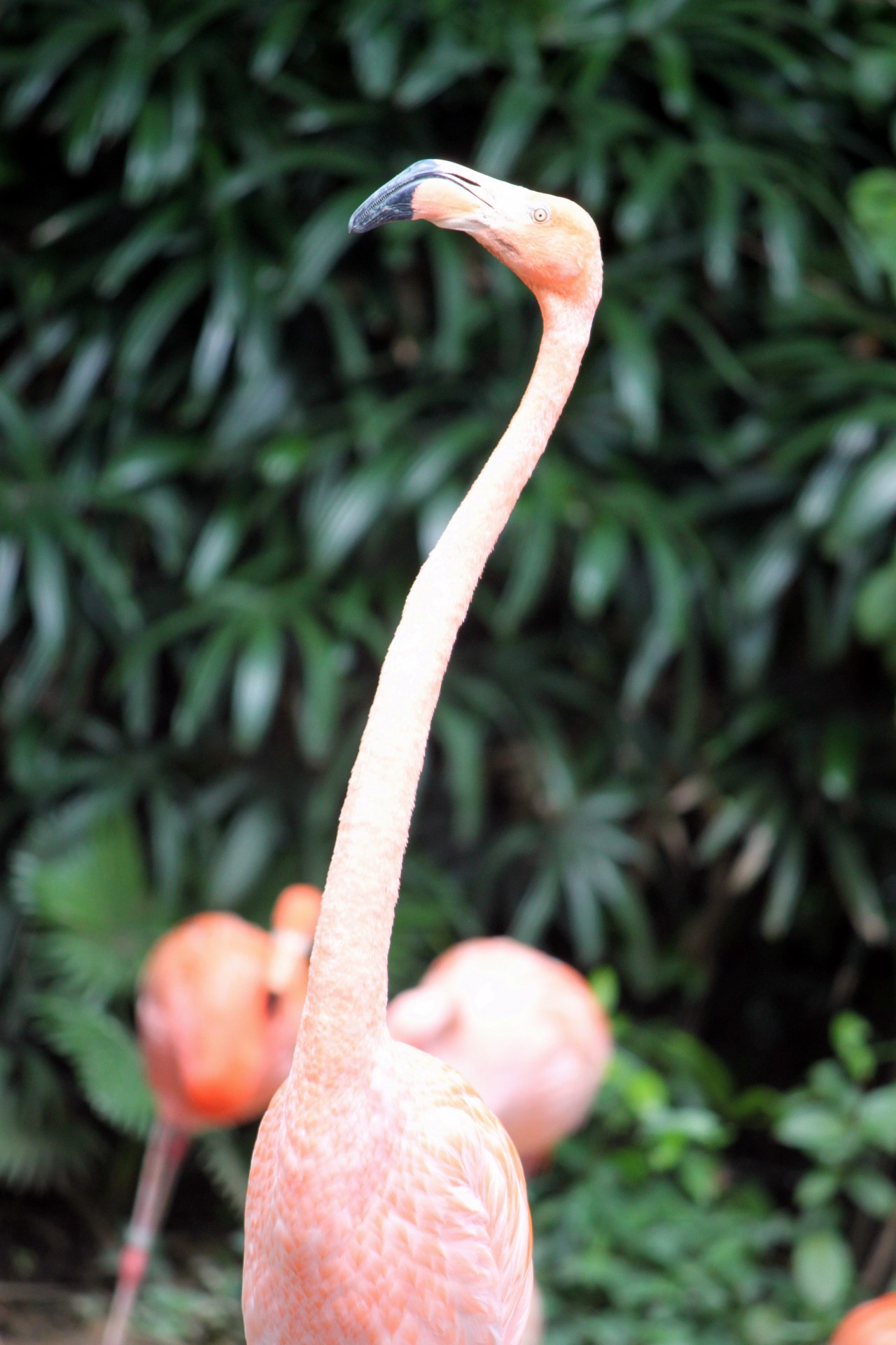 flamingo head up long neck free photo