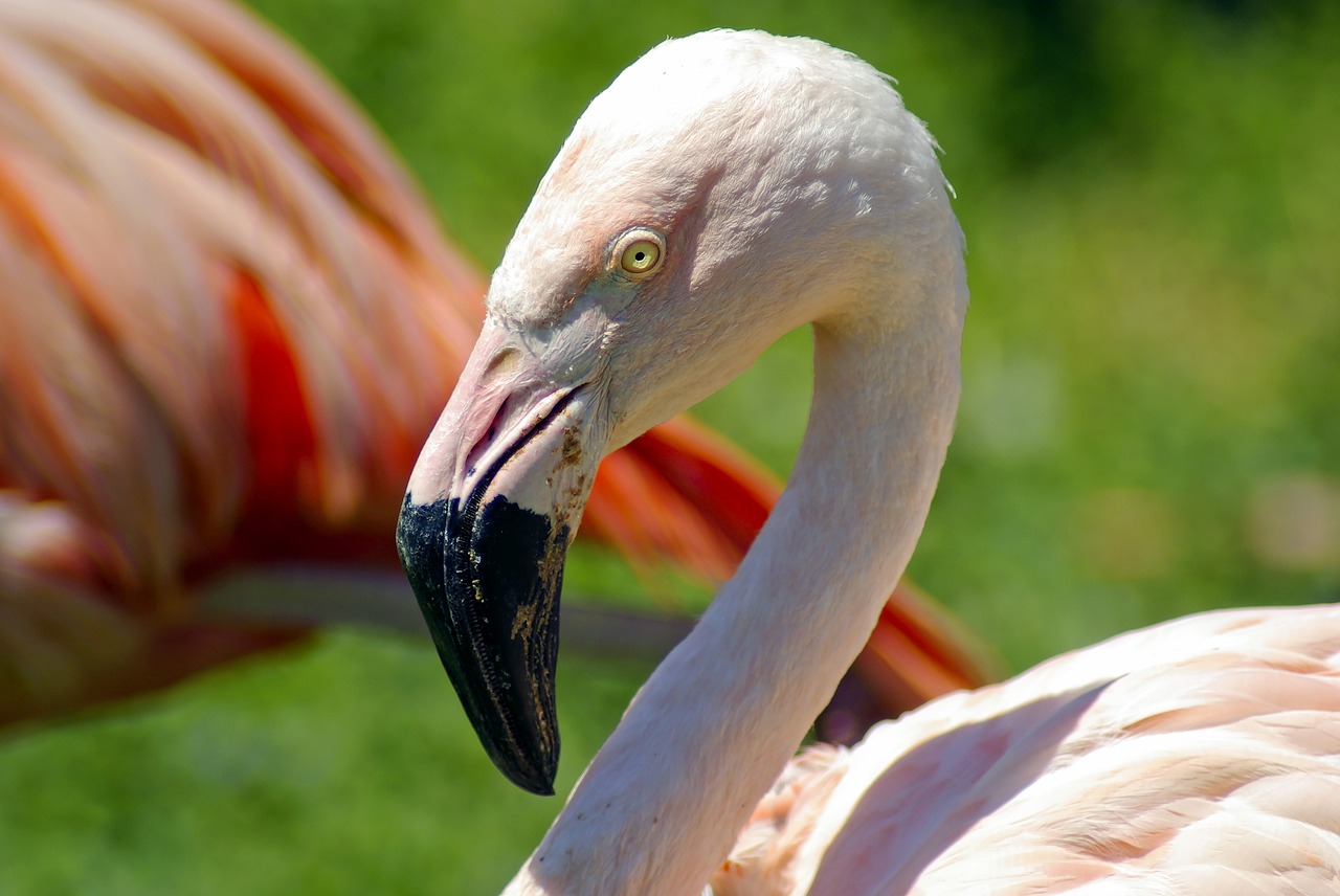 flamingo in henry vilas zoo  flamingo  bird free photo