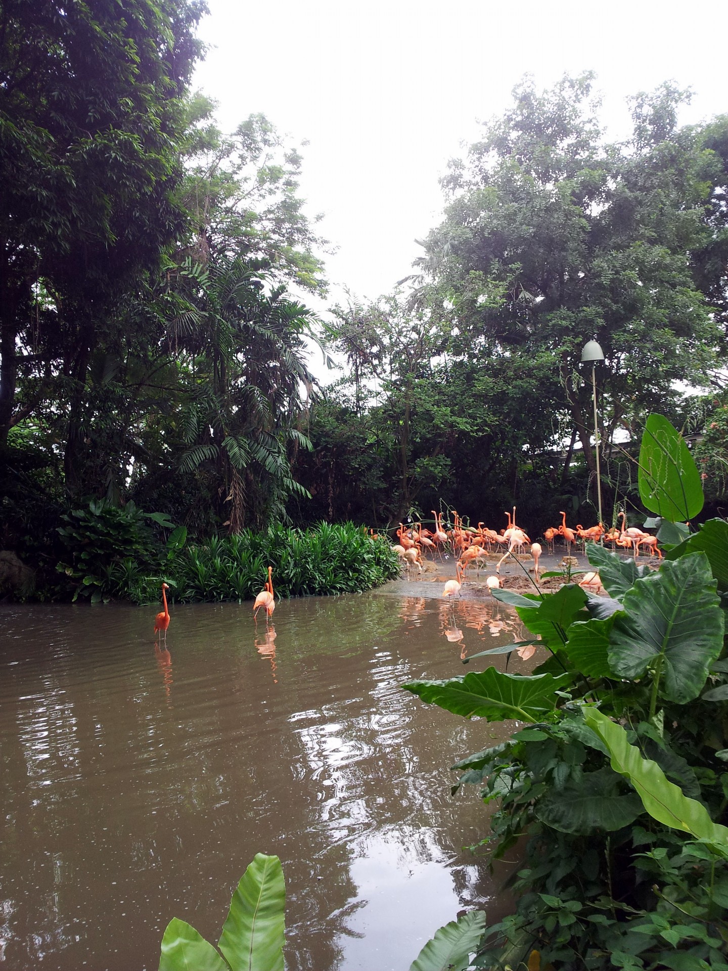 flamingo pond singapore free photo