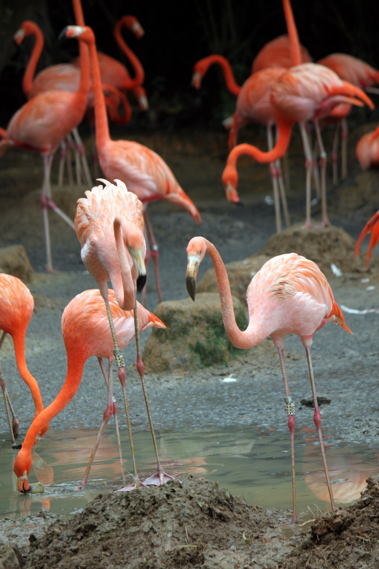 flamingo looking food singapore bird park flamingo looking for food free photo