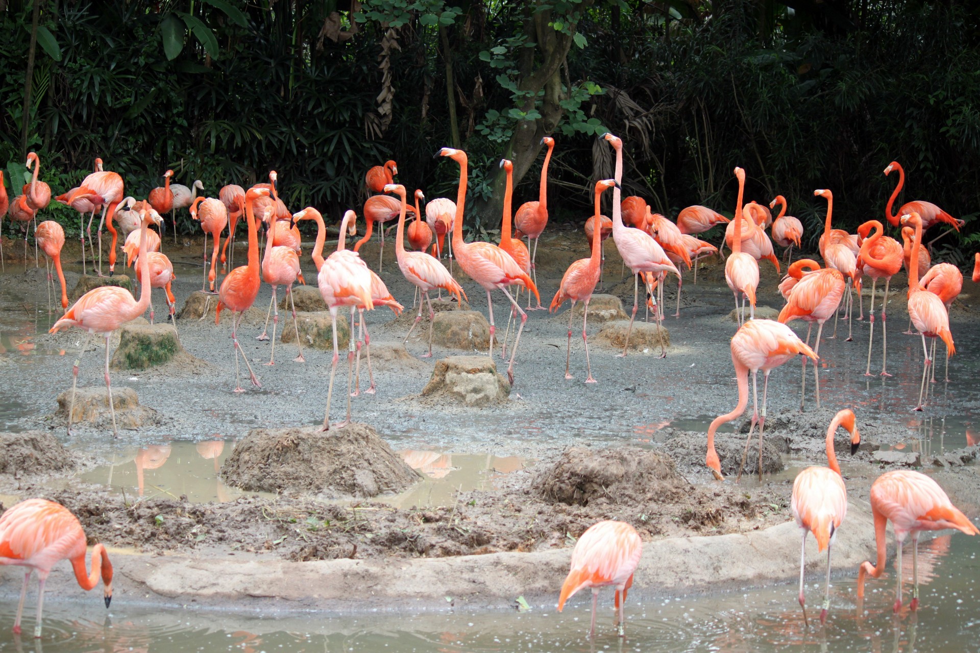 flamingo pond singapore free photo