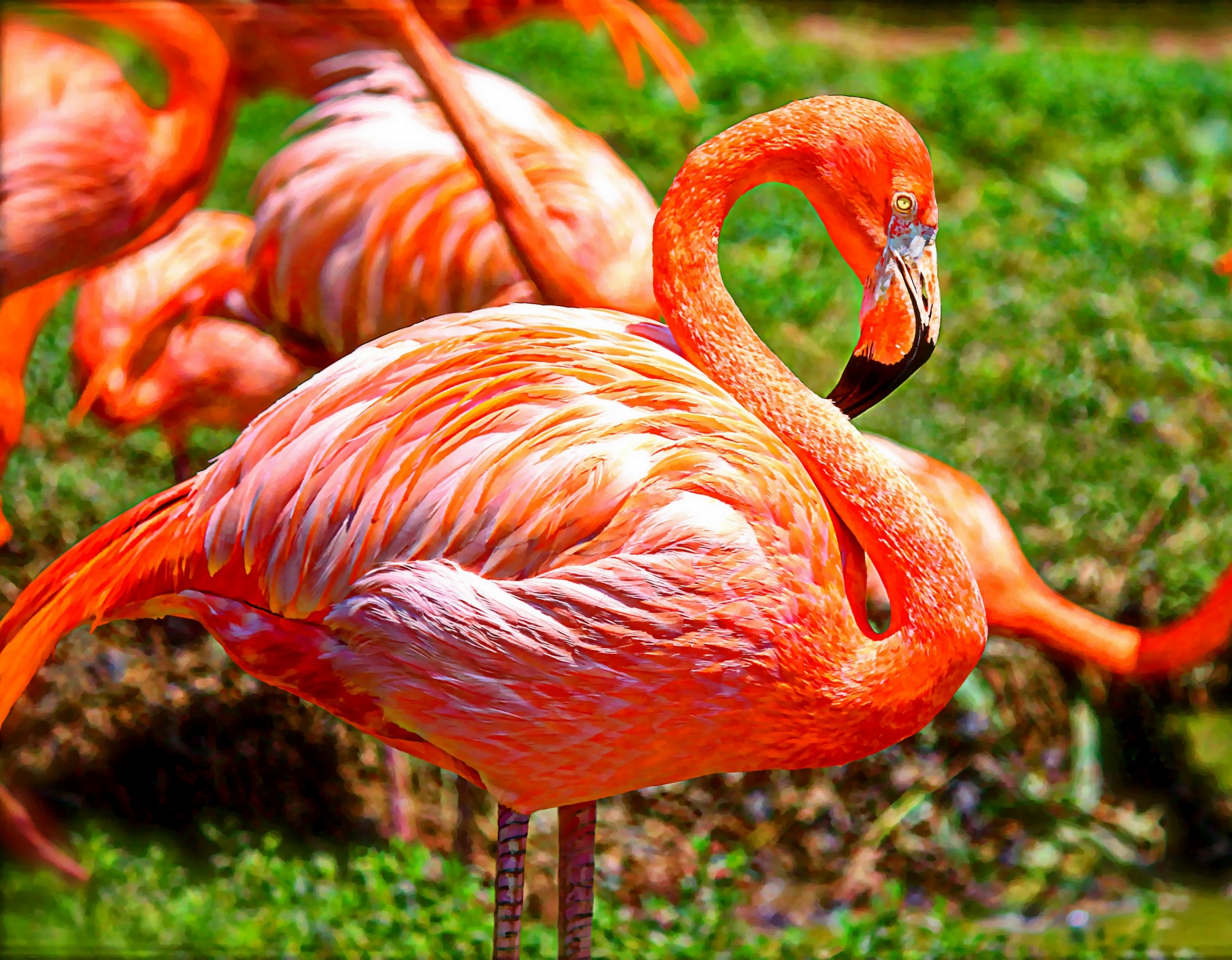 flamingo bird feathers free photo