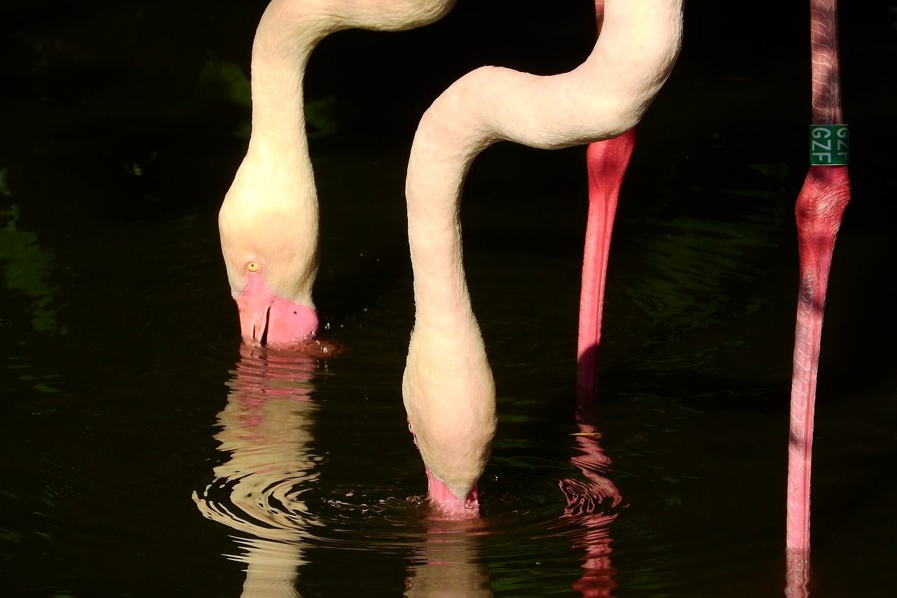 flamingo pink phoenicopterus roseus flamingo free photo