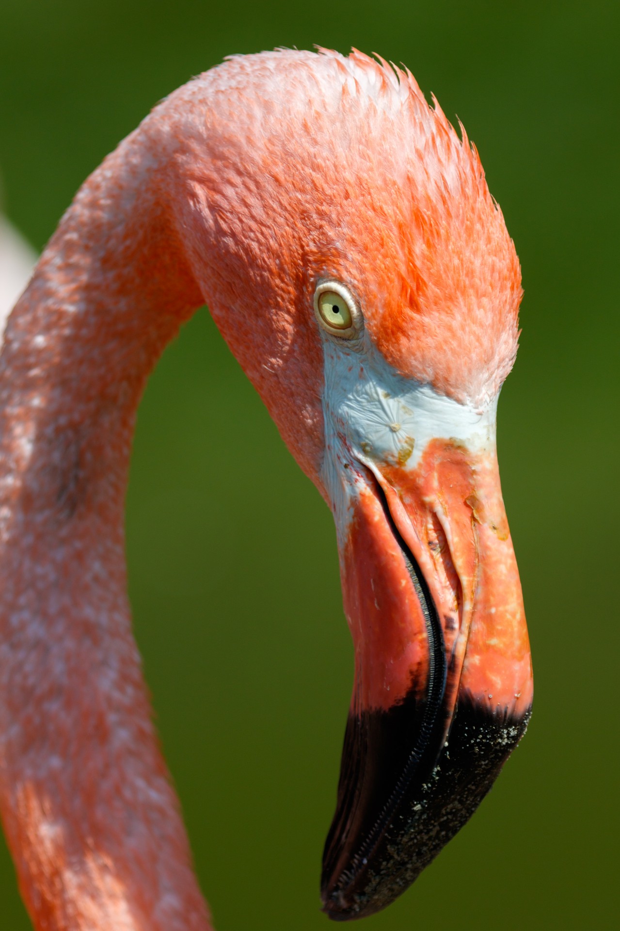 animal beak bird free photo