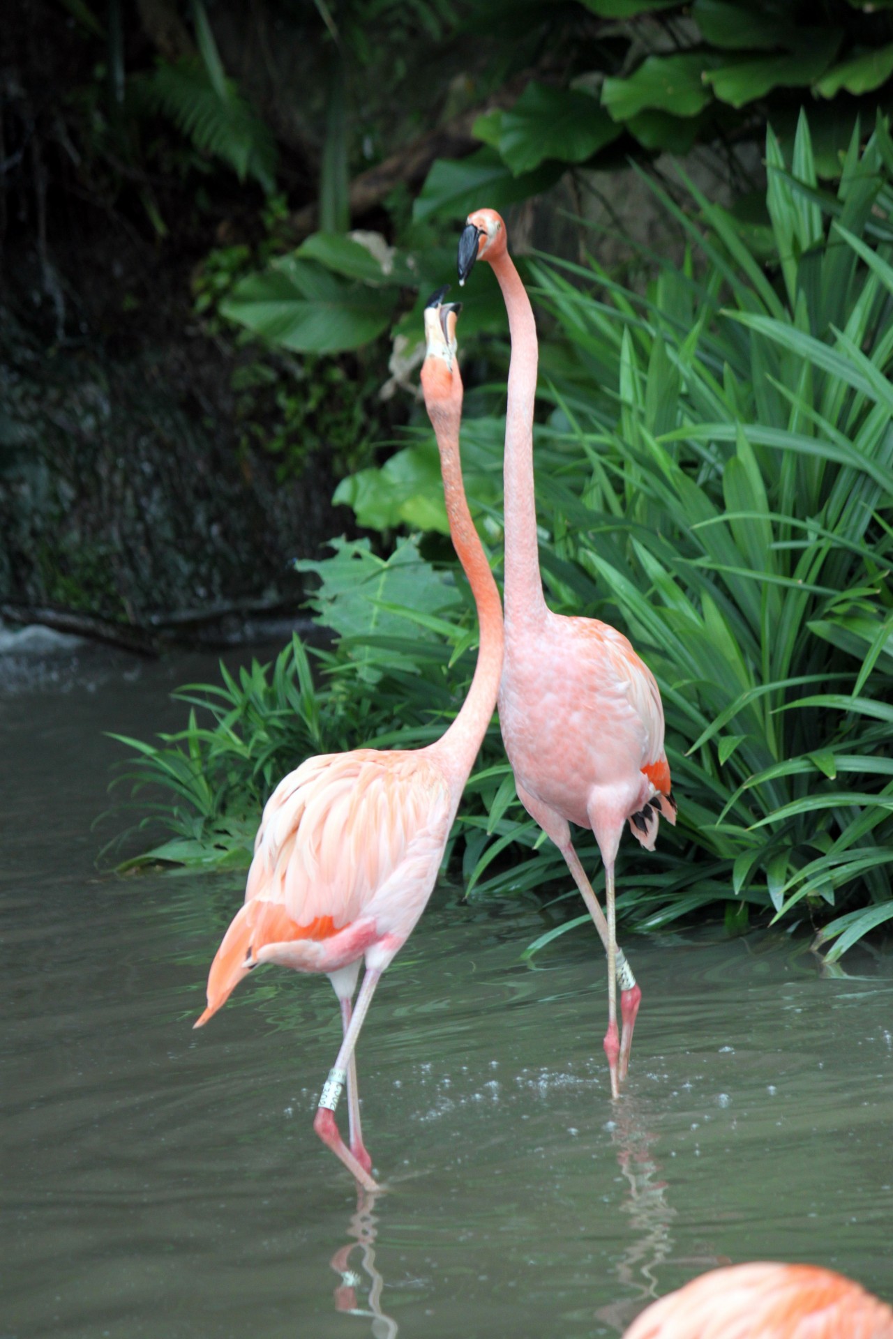 flamingo walking together free photo