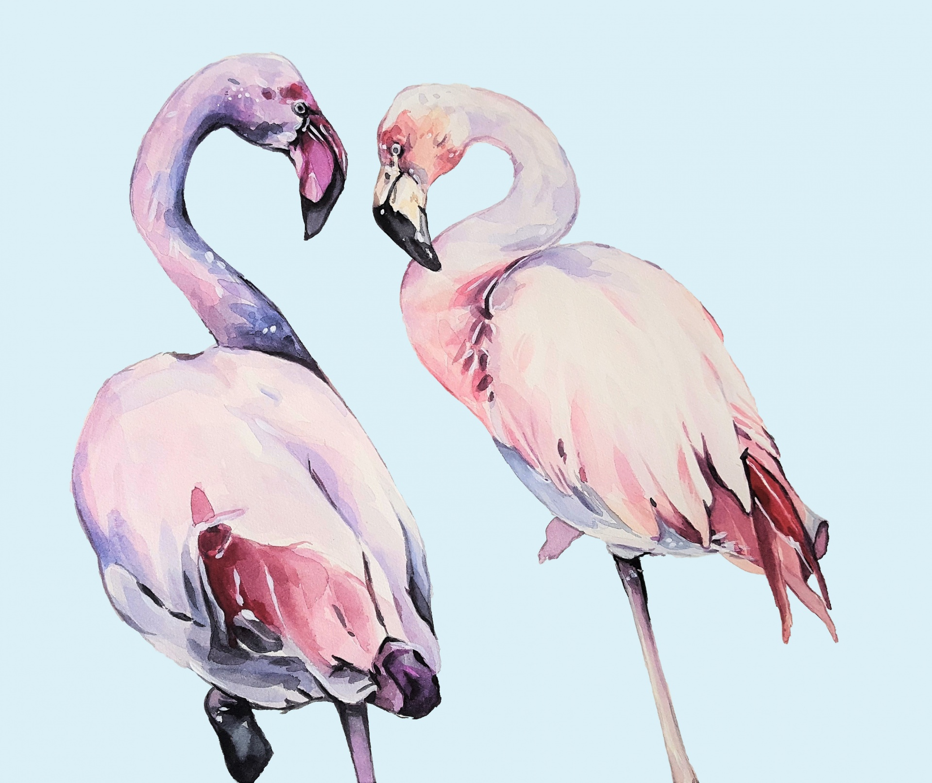 flamingo watercolor watercolour free photo