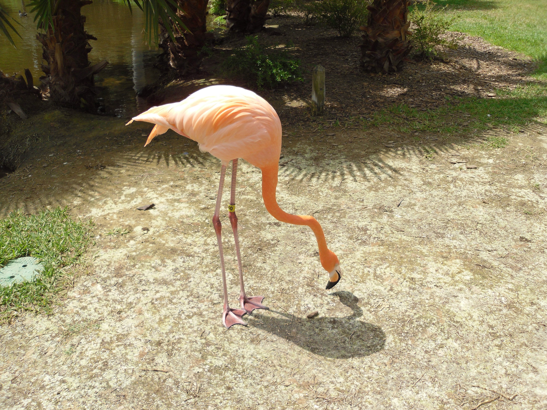 flamingo flamingos bird free photo