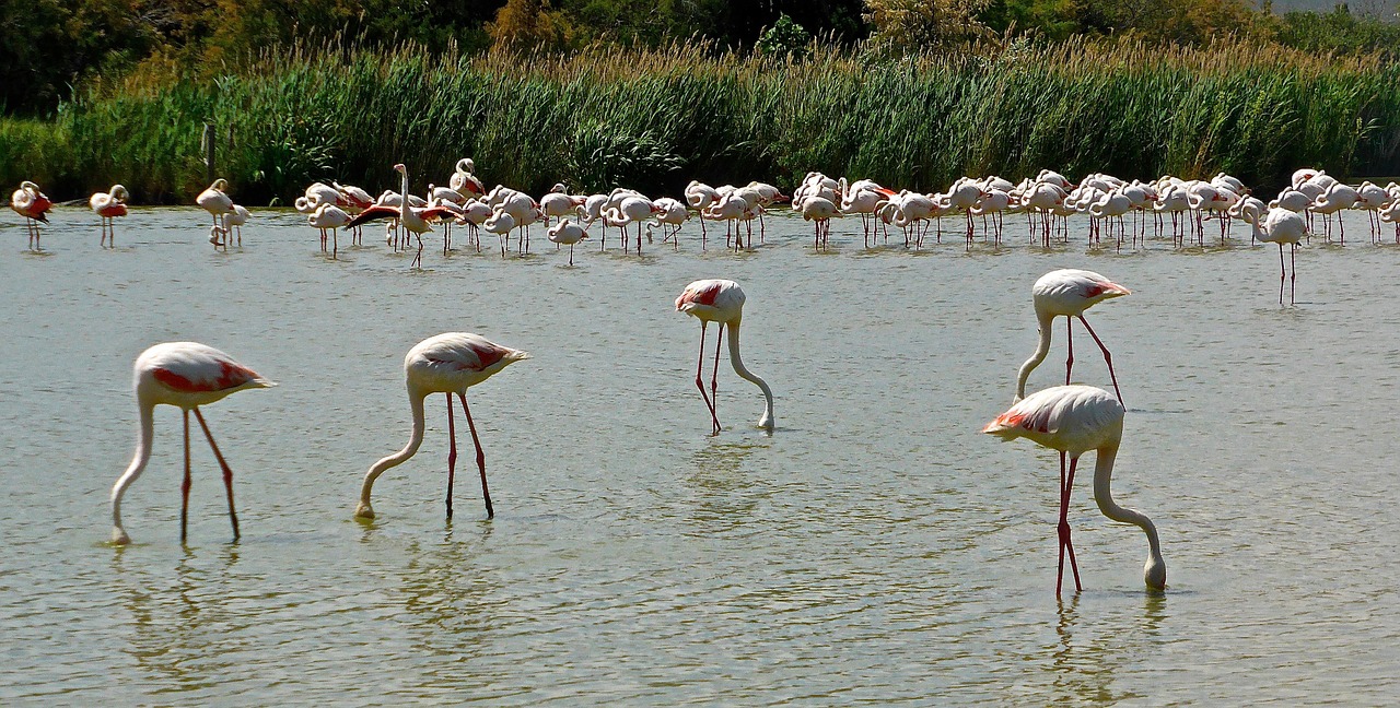 flamingoes birds pink free photo