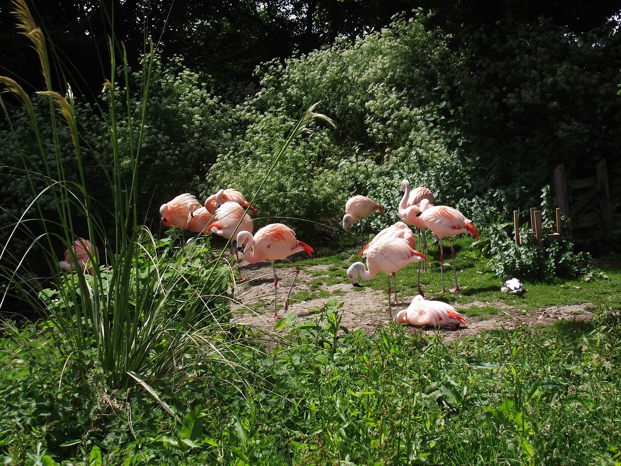 flamingoes animals zoo free photo