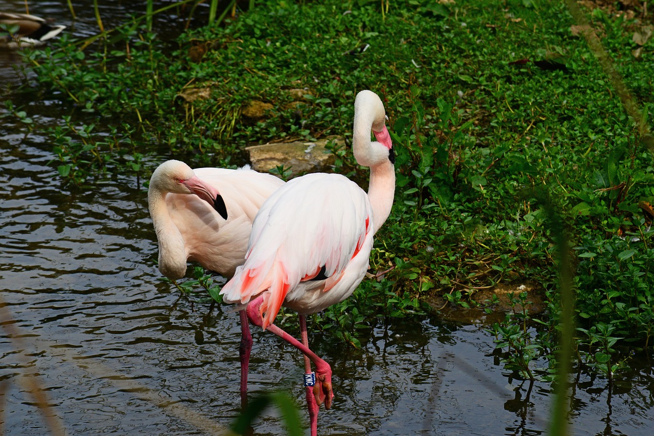 flamingoes pink bird free photo
