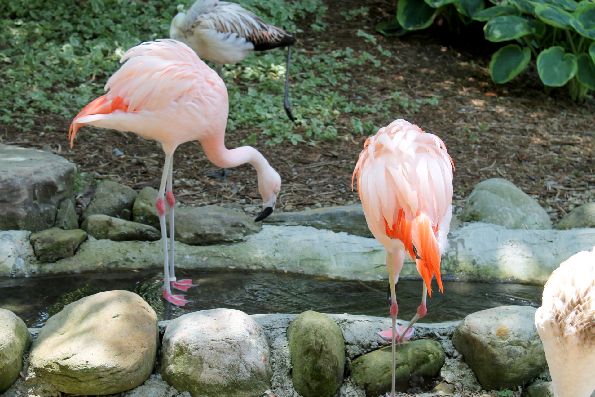 flamingo flamingos animal free photo