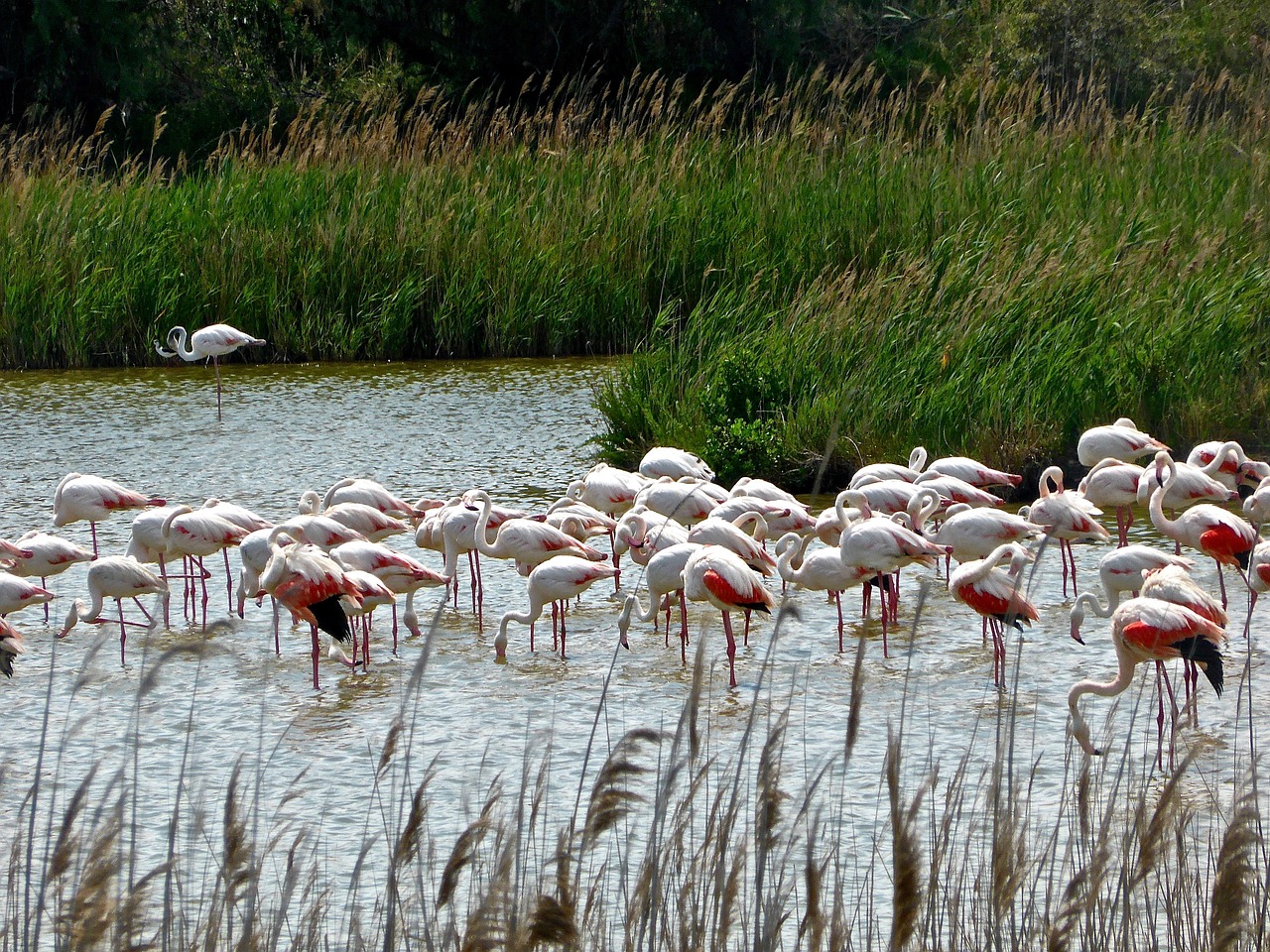 flamingos lake wildlife free photo