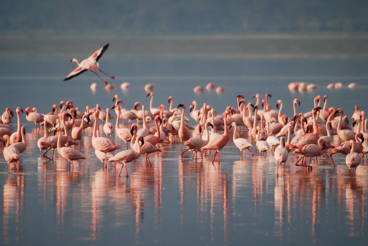 flamingos africa wildlife free photo