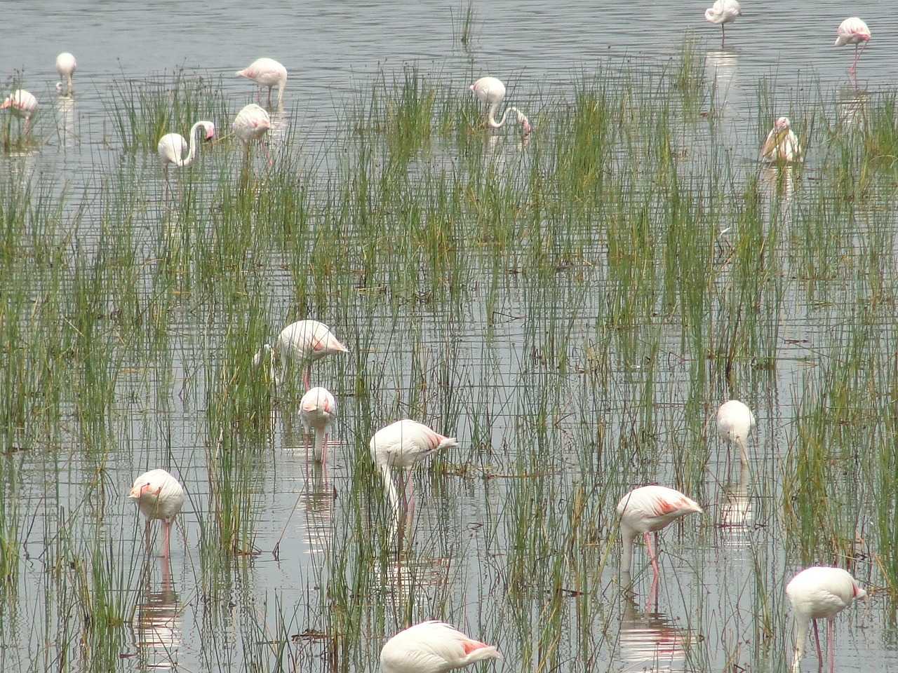 flamingos animal world water bird free photo