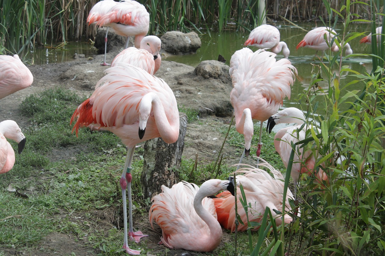 flamingos birds zoo free photo