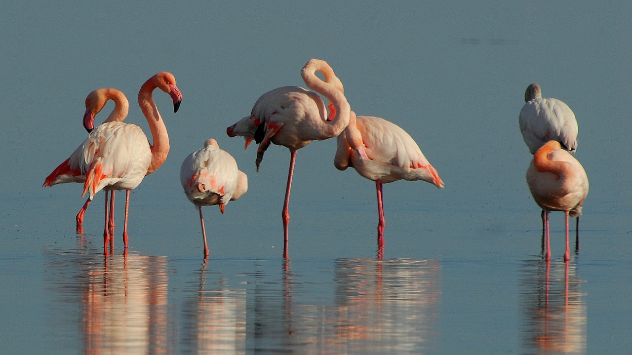 flamingos birds animals free photo