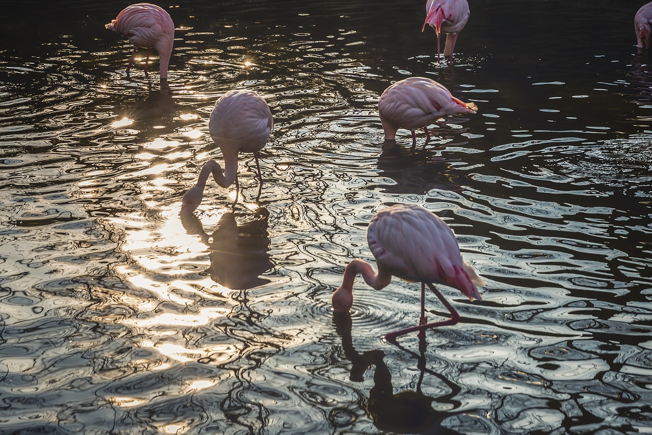 flamingos flamingoes bird free photo