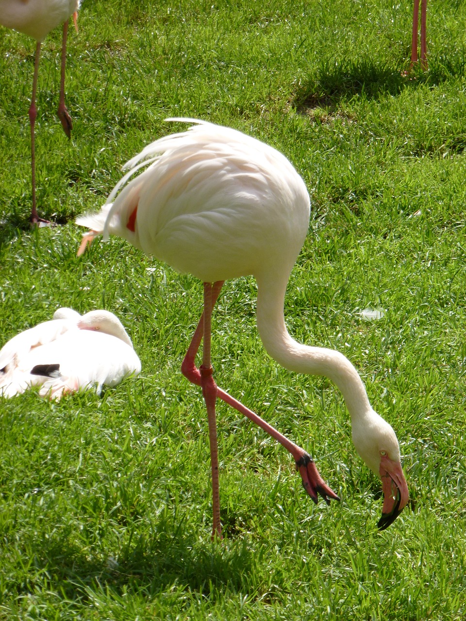 flamingos bird zoo free photo