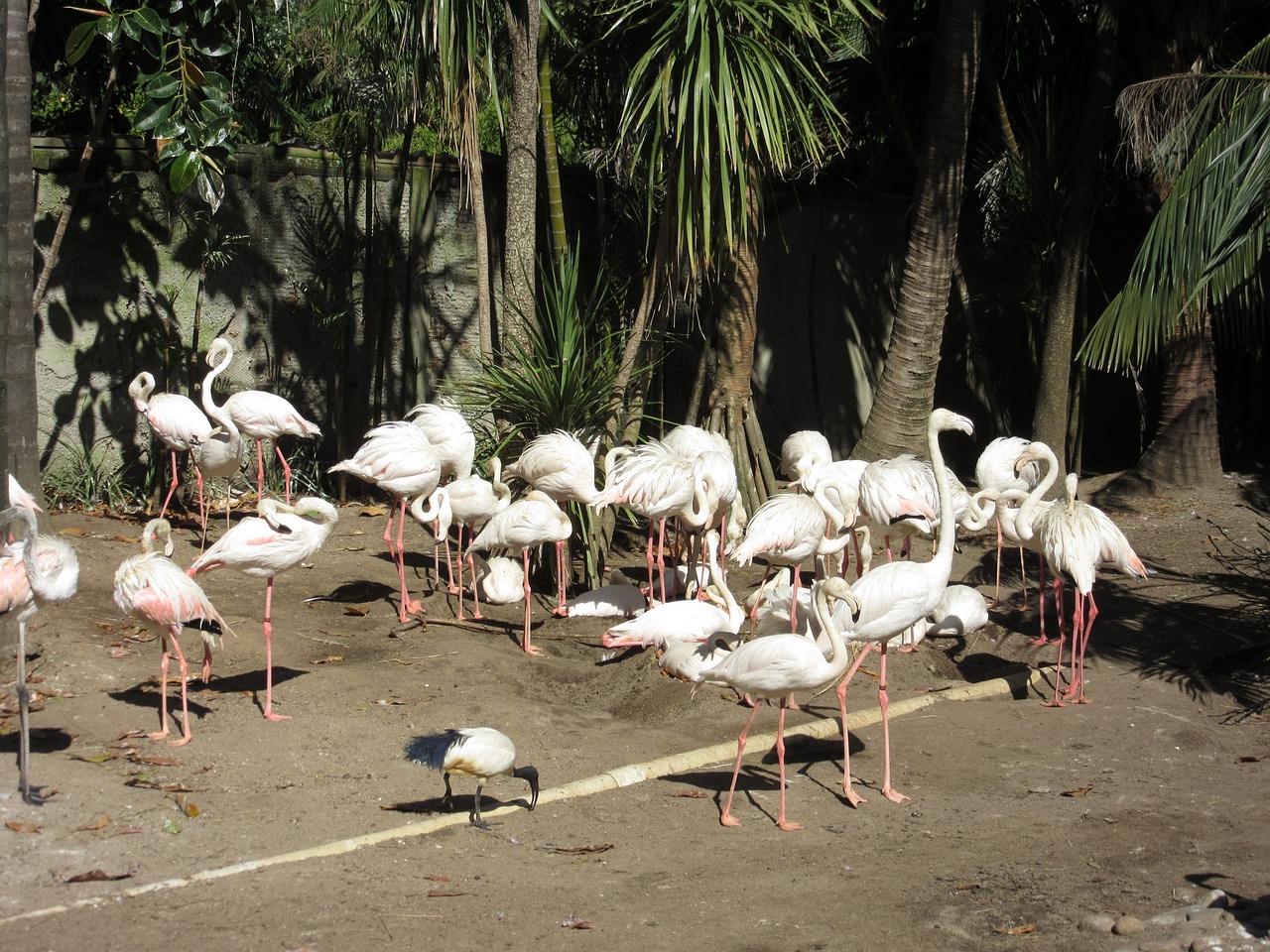 flamingo's birds white free photo