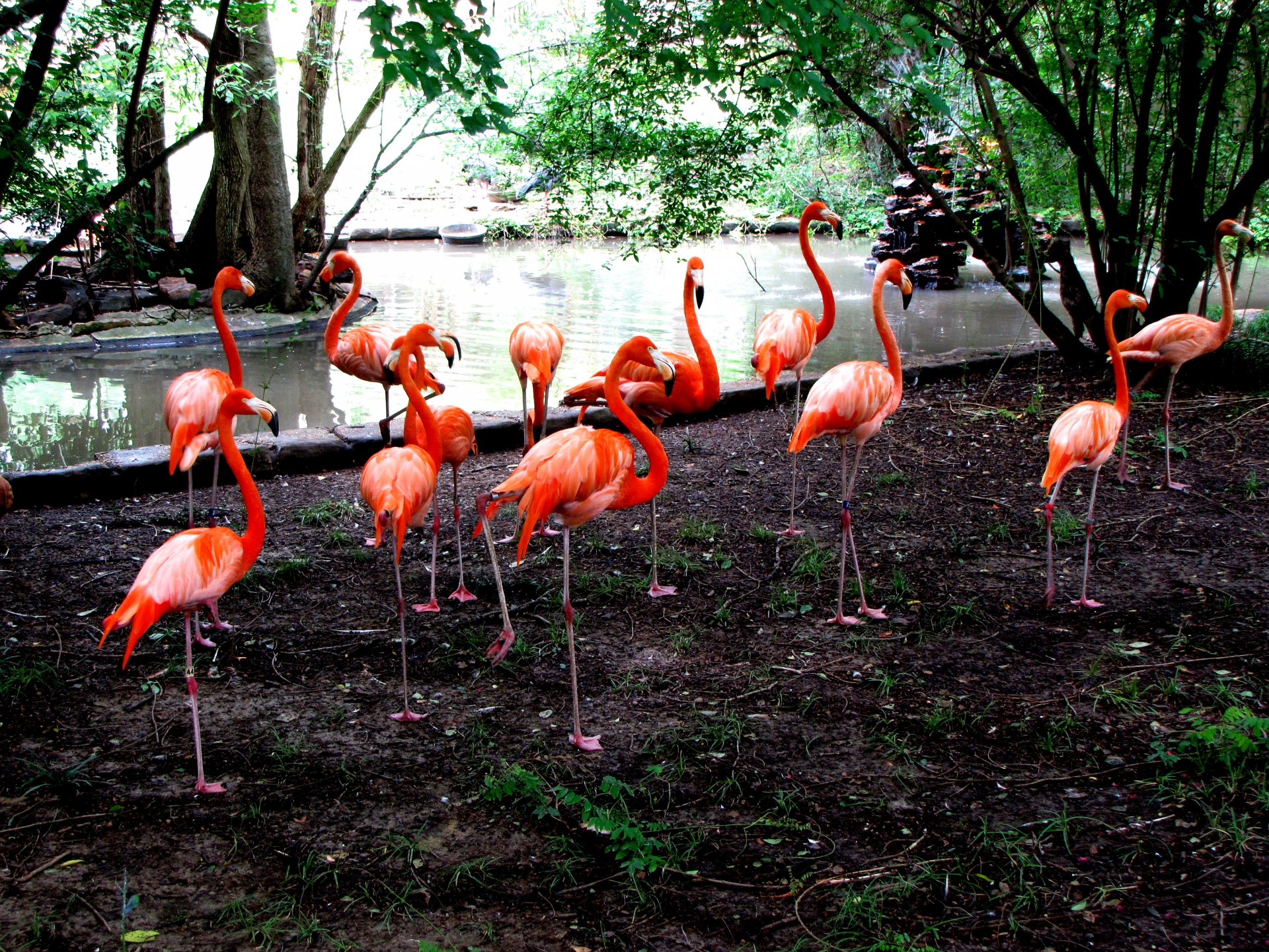 flamingos birds group free photo