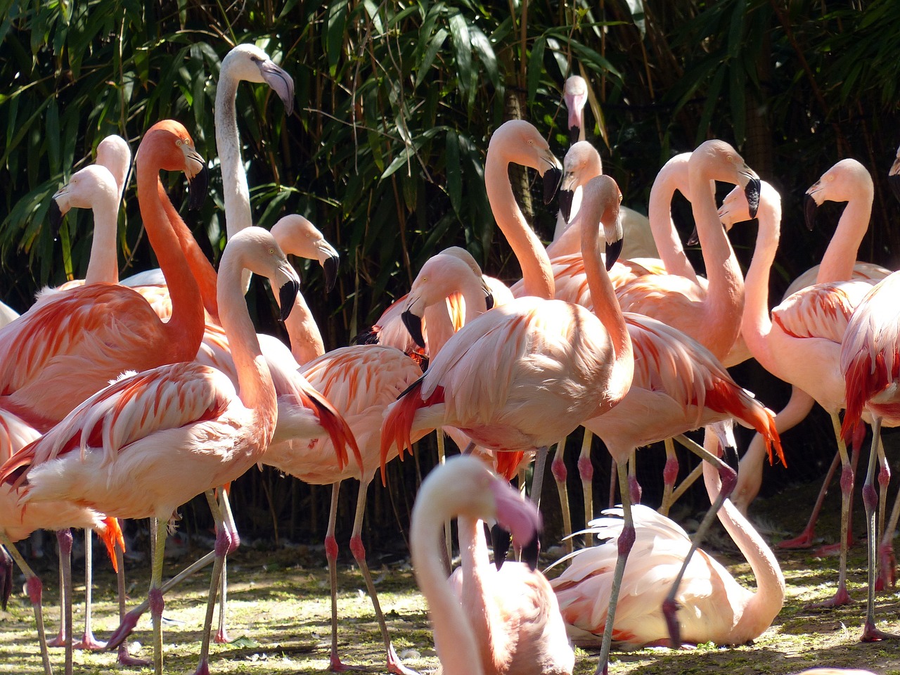 flamingos birds pink free photo