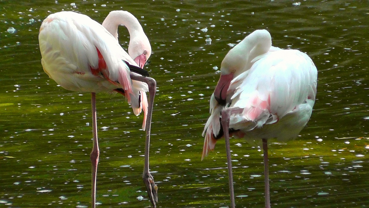flamingos birds pink free photo