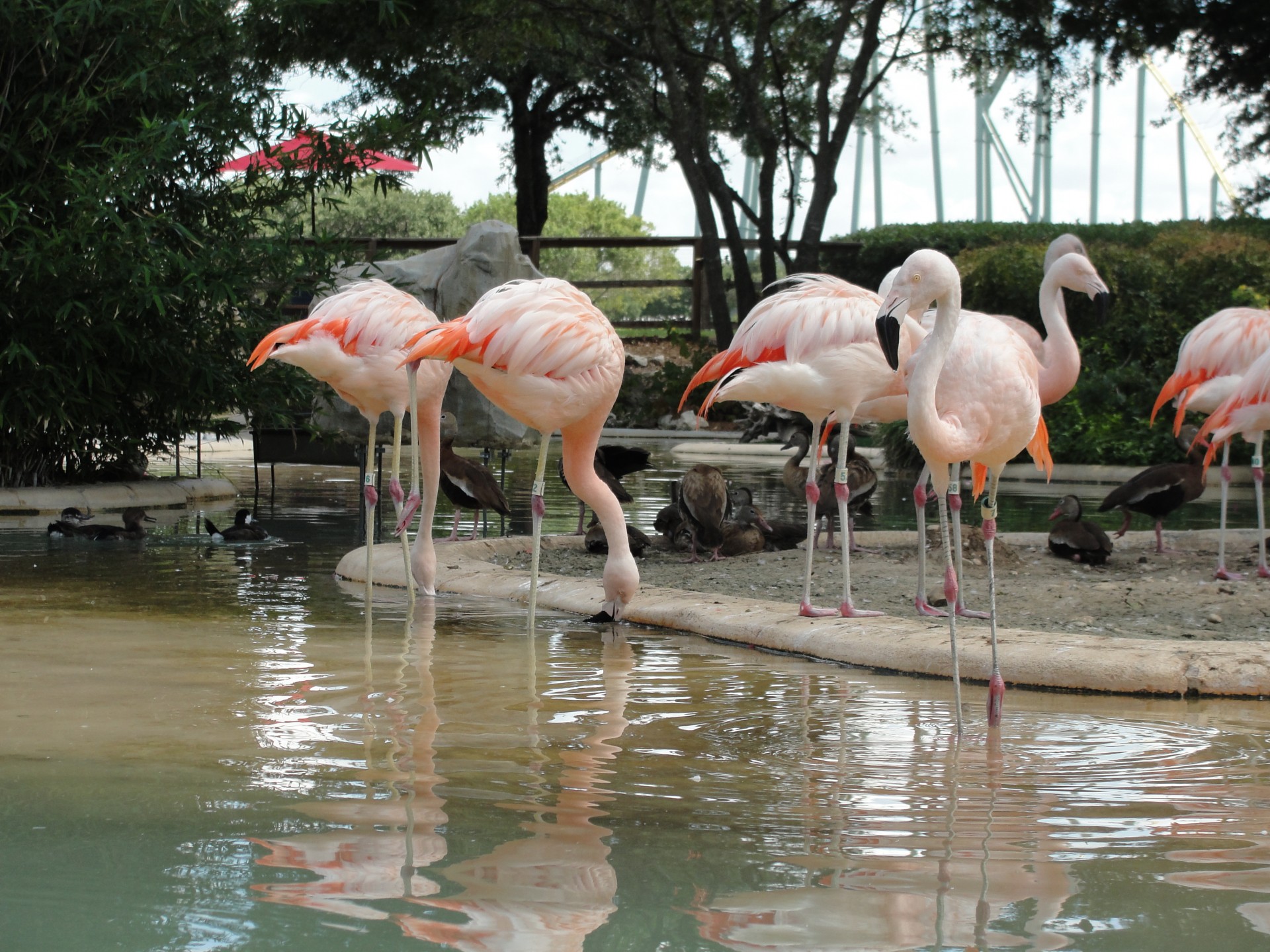 sea world flamingos animals free photo