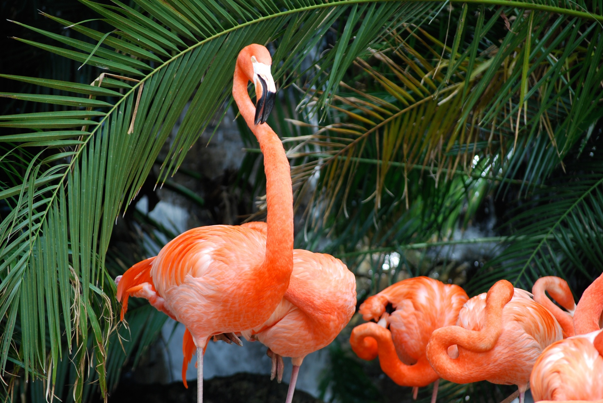 birds flamingos pink free photo