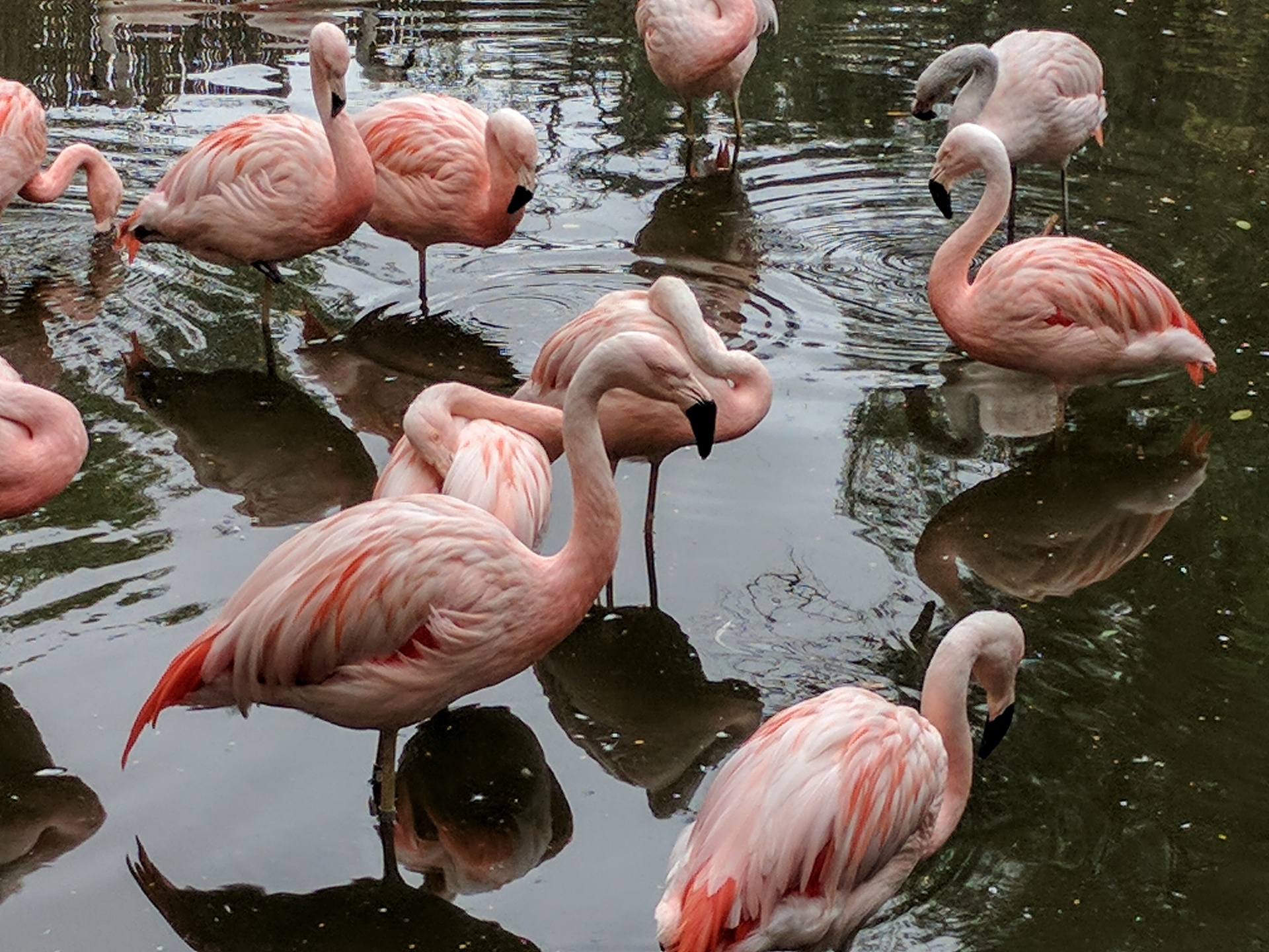 flamingos flamingo pink free photo