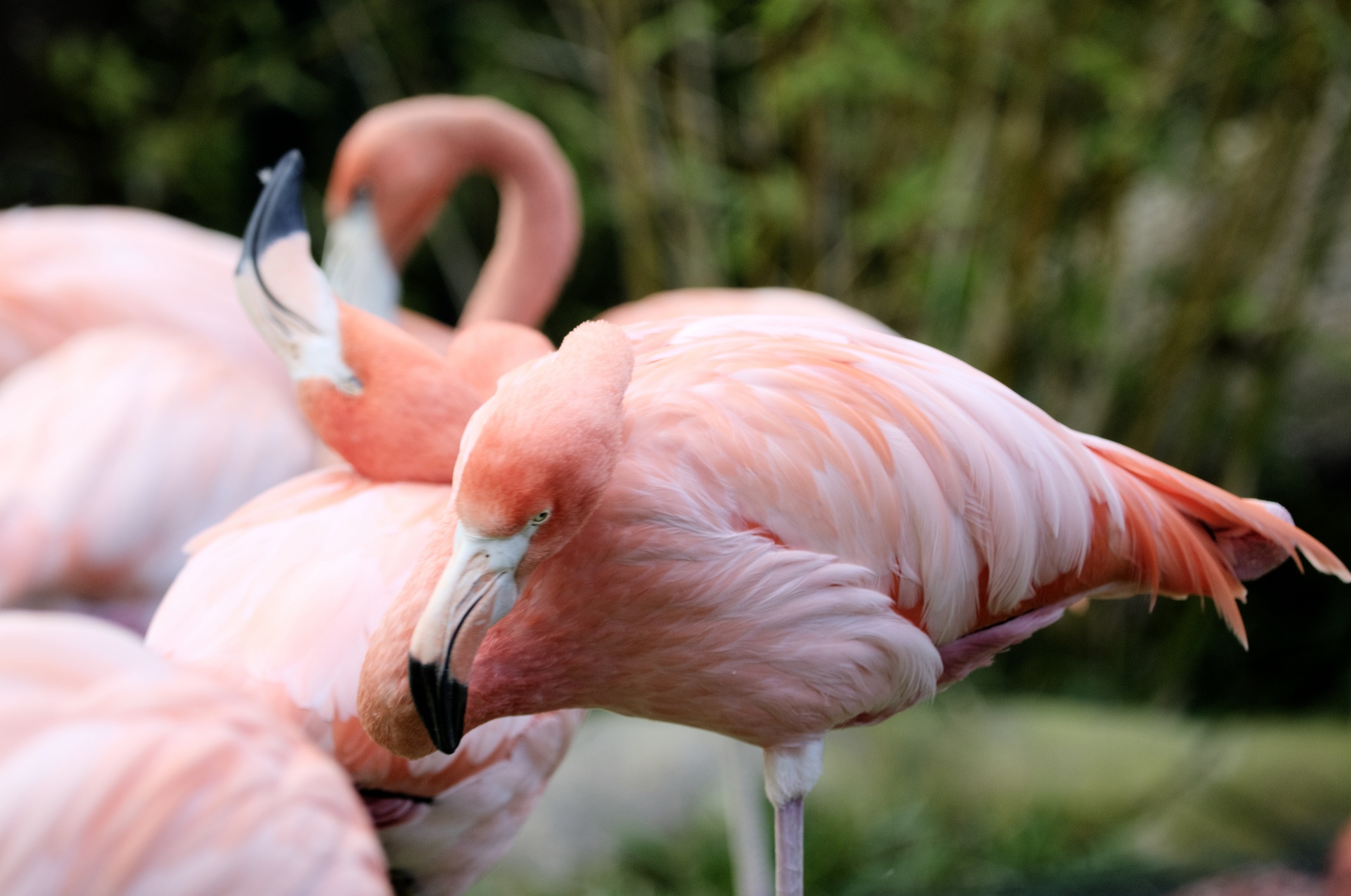 flamingo flamingos pink flamingos free photo