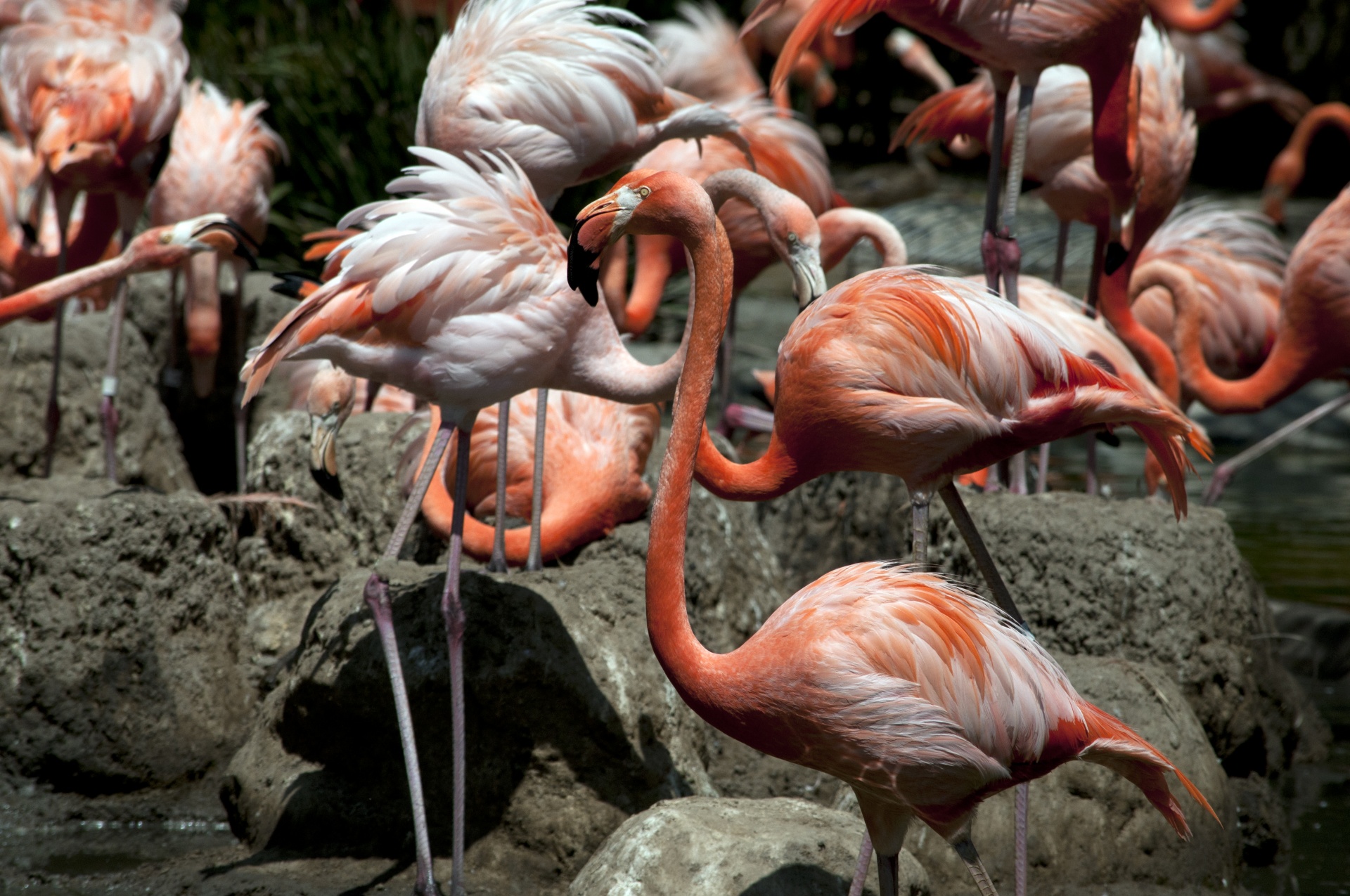 flamingo flamingos pink birds free photo